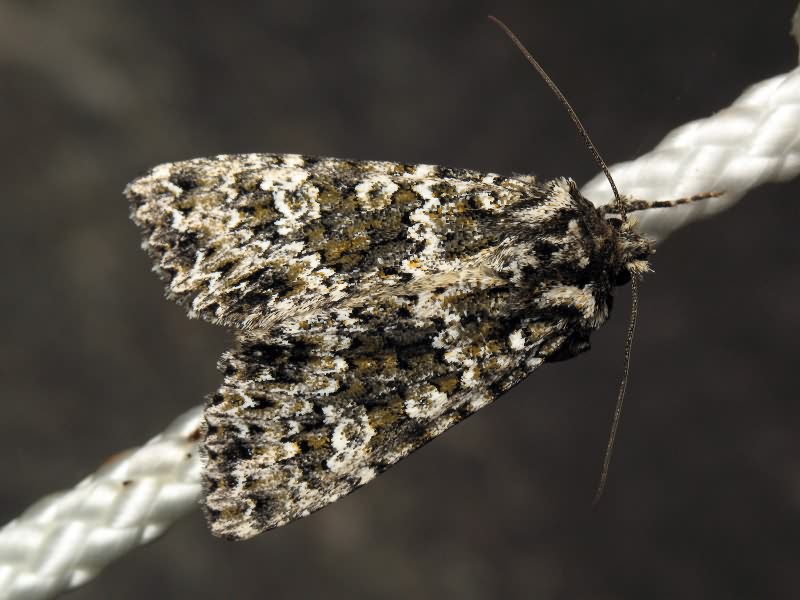 Polymixis polymita (Linnaeus, 1761)